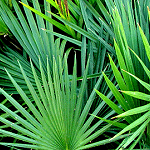 ノコギリヤシはハゲに効果なし